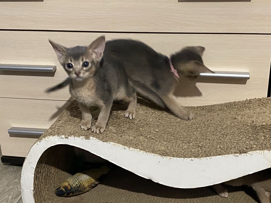 Абиссинские котята, абісинські кошеня