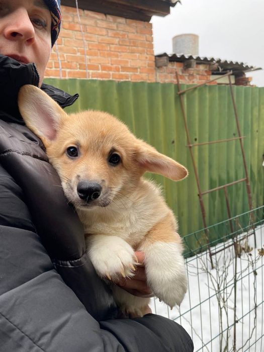 хлопчик вельш коргі пемброк бобтейл