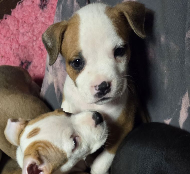 Wyjątkowy Samczyk American Staffordshire Terrier Amstaff ZKwP FCI