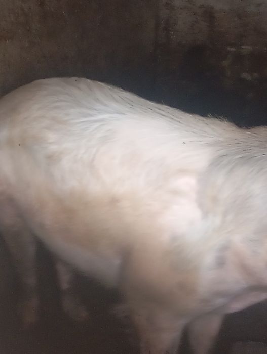 Porco  com 1 ano  caseiro