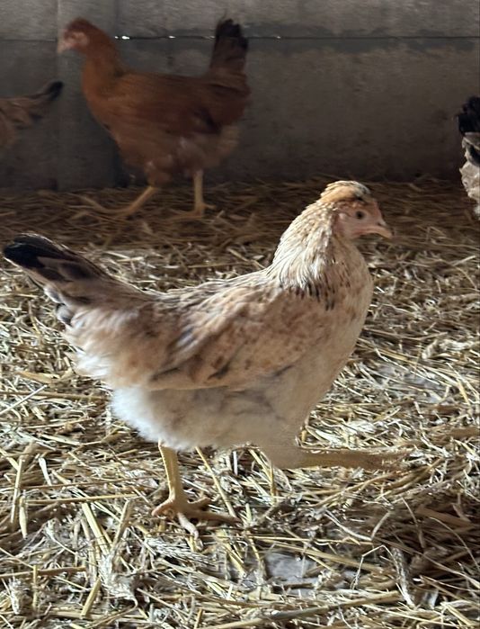 Kura nioska Green Shell