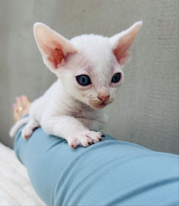Biały kocurek Devon Rex