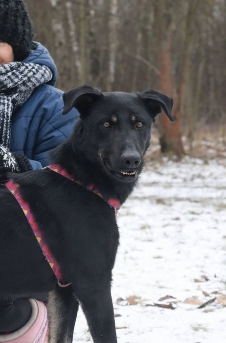 Pokochaj Bossa 2 letni piesek