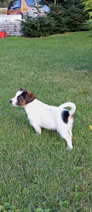 Jack Russell Terrier - piękny piesek