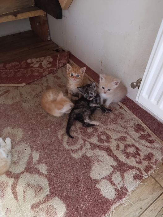 Отдам котят в хорошие заботливые руки