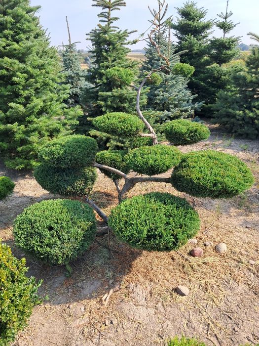 Bonsai, szczepy i choinki