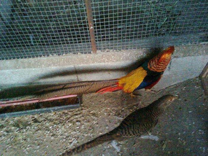 Faisões  2025 muito bonitos