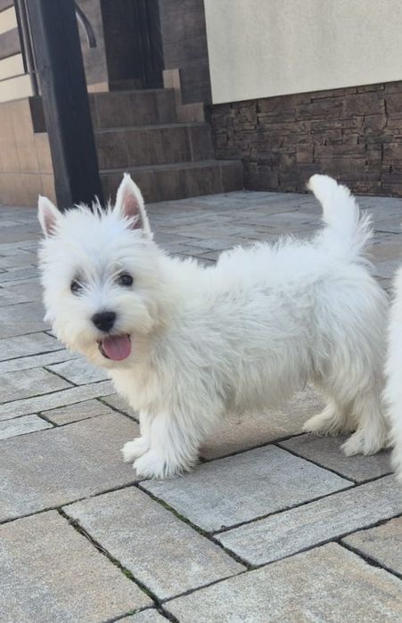 West Highland  white terrier piesek