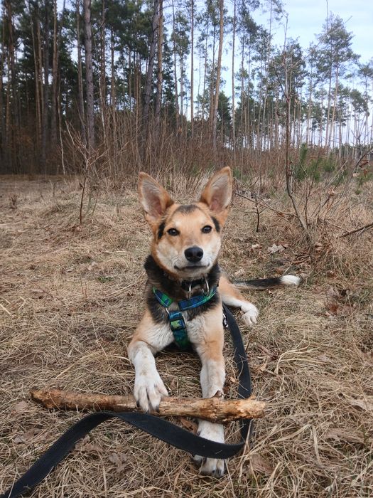 Pluto do adopcji