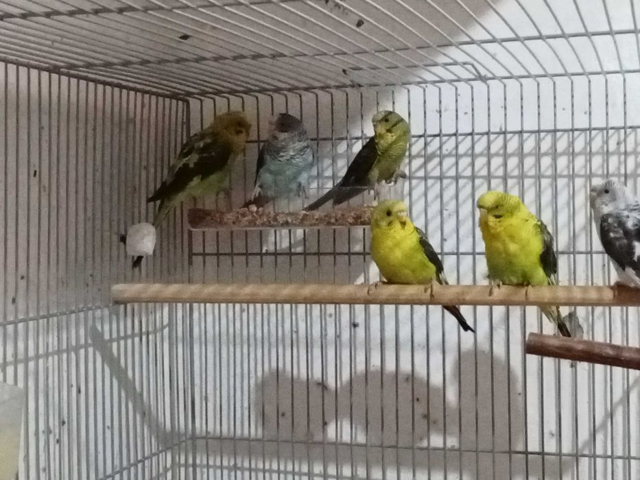 Piriquitos asa negra e hagoromonos