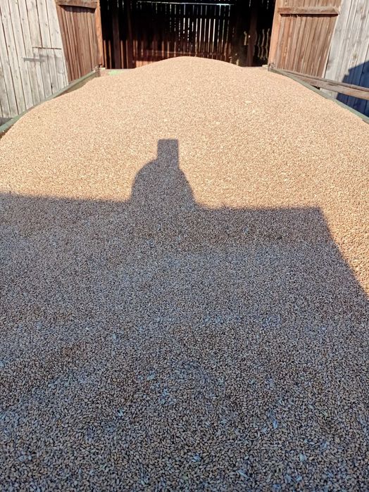 Pszenica ozima, zbiór 2025