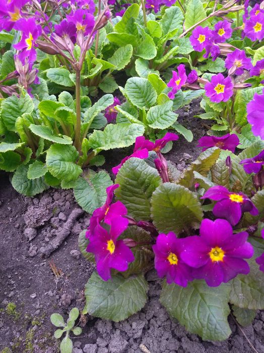 Примула садова первоцвіт