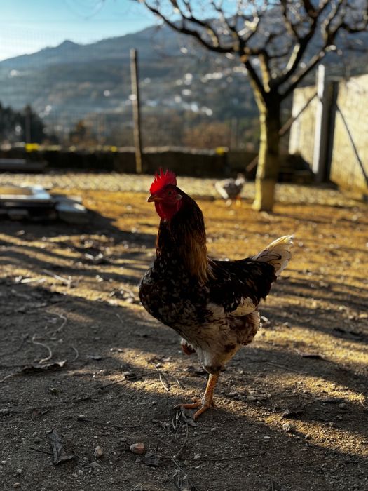 Galo jovem saudável e bonito