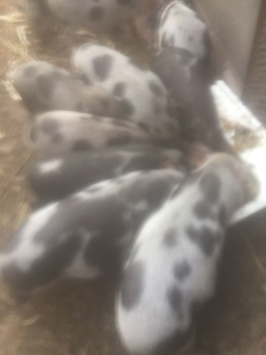 Продаются свині далматинці