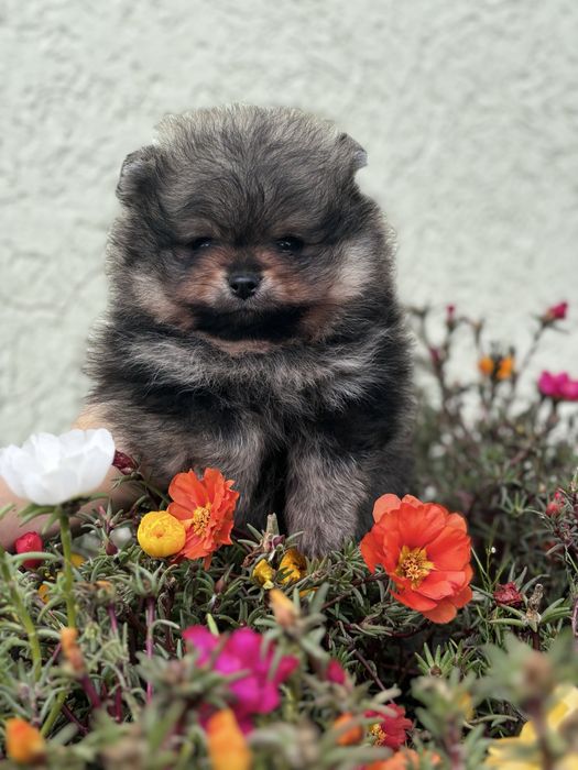 ляльковий Ведмедик шоу классу