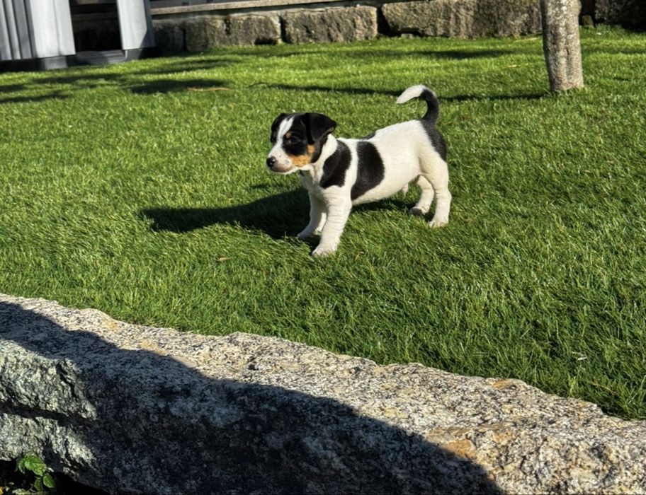 Jack russell terrier