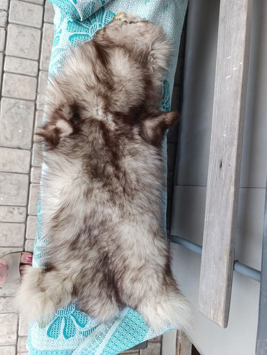 Шкурки песца 2 шт метр и полтора + подарок