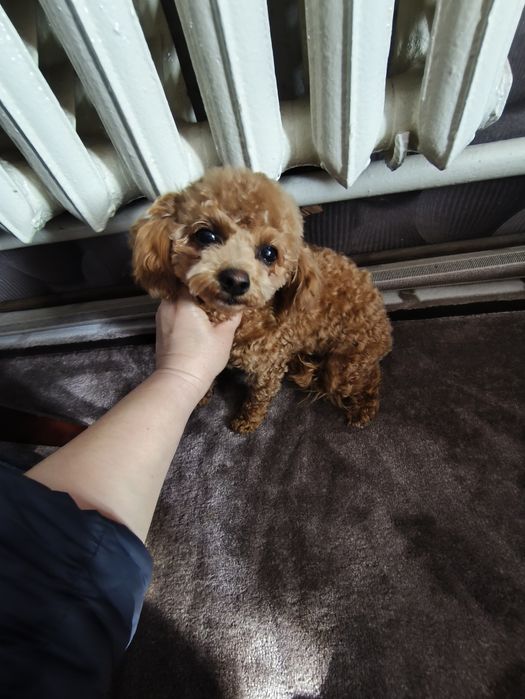 Дівчинка той пуделя 7,5 міс.