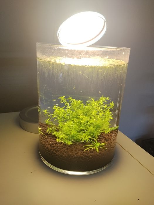 akwarium w słoiku +1,5l dedykowanej wody