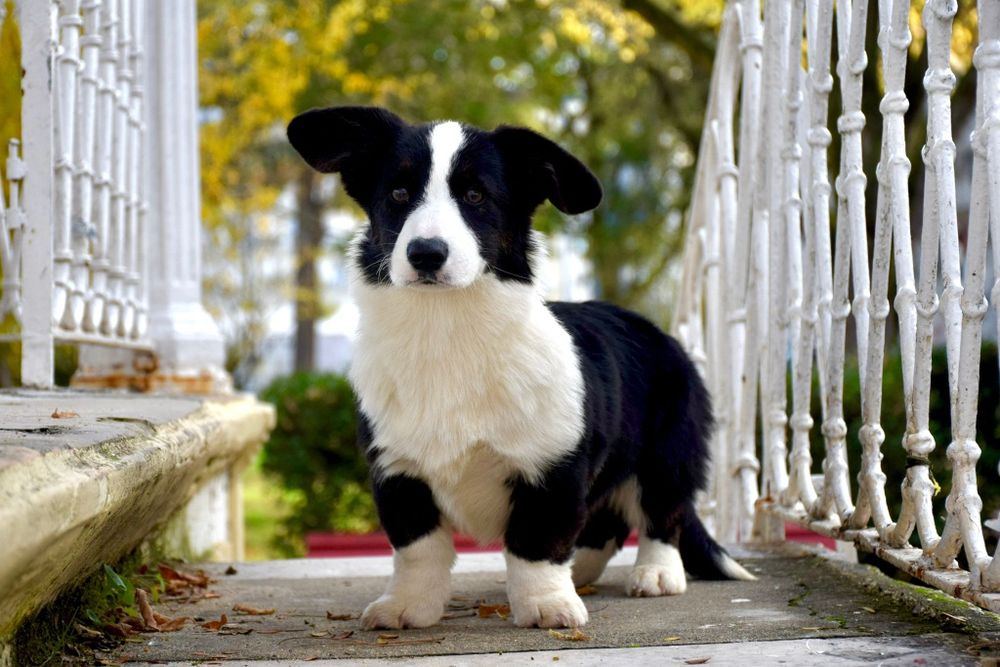 Welsh Corgi cardigan de excelência
