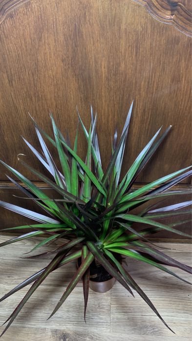 Драцена Маргината (magenta)