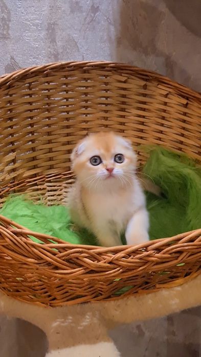 Шикарные малыши у нас