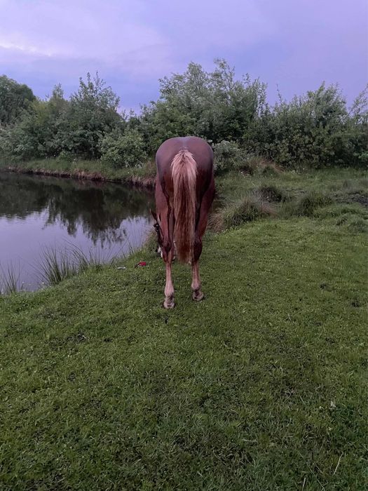 Продається лошичка