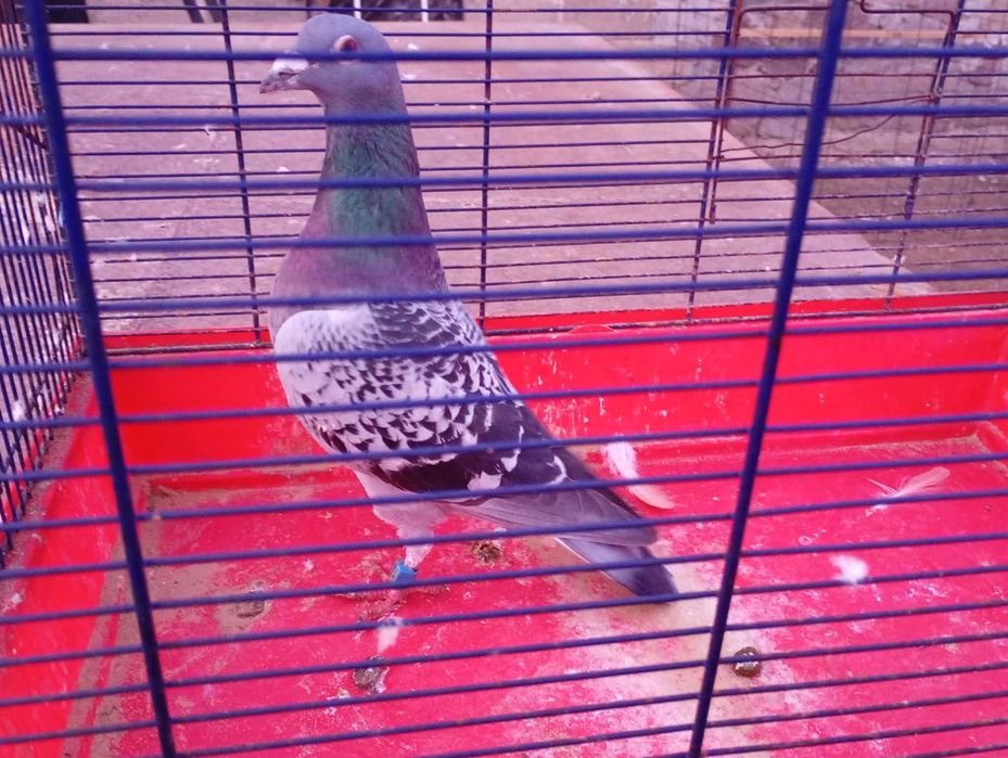 Sprzedam gołębie pocztowe