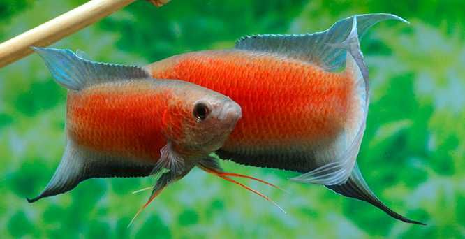 Paraiso super red \ Macropodus opercularis - agua fria