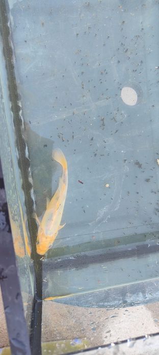 Carpa koi branca e amarelo