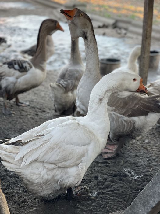 Продам гусей на розвід
