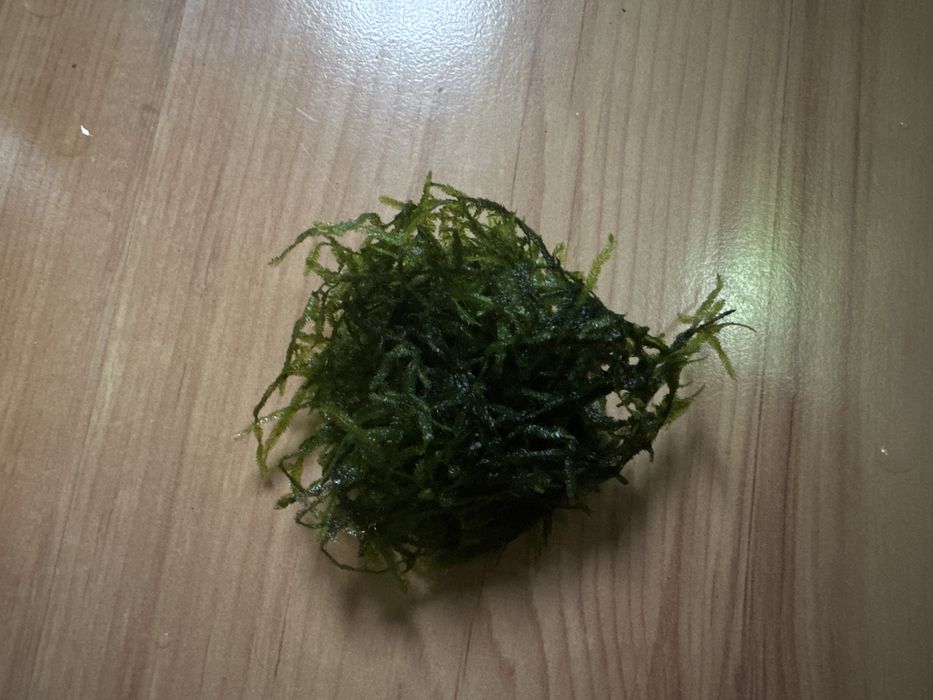 Mech akwariowy pnący porcje wysyłka