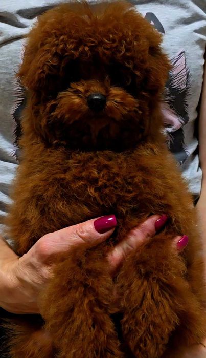 pudel dziewczyna linia chinska