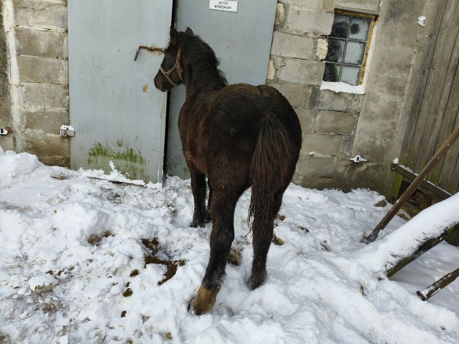 Klaczka klacz źrebak