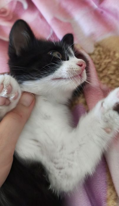 Kocięta do adopcji