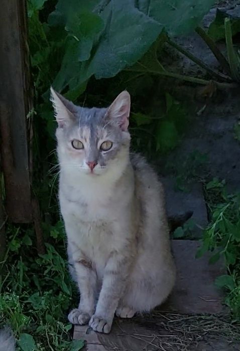 Отдам кошечку Карамелька в добрые ручки.  Котята. Котик.