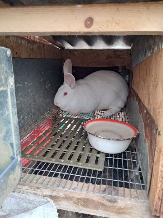 Термонська біла самці