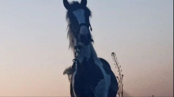 Молодий, породистий жеребець