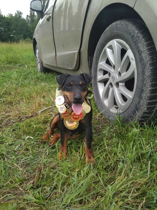 Ягдтер'єр щенята