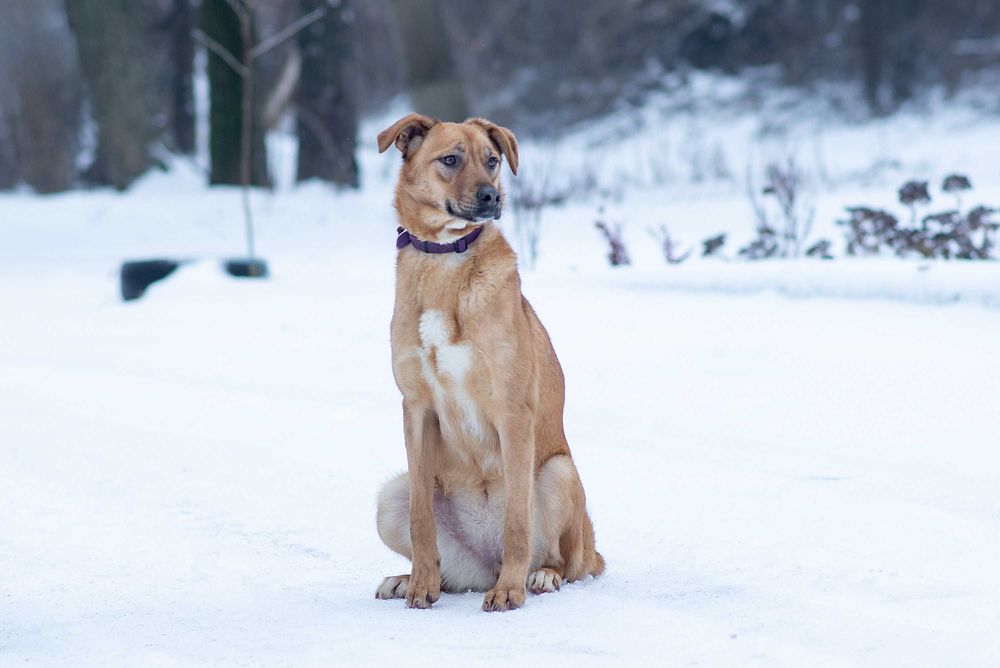 Віддам в добрі руки розумну молоду собаку Едіс.