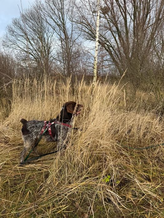 Wyżeł Brus czeka na pilny dom