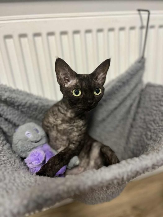 Kotka Devon rex czarna (Rezerwacja)