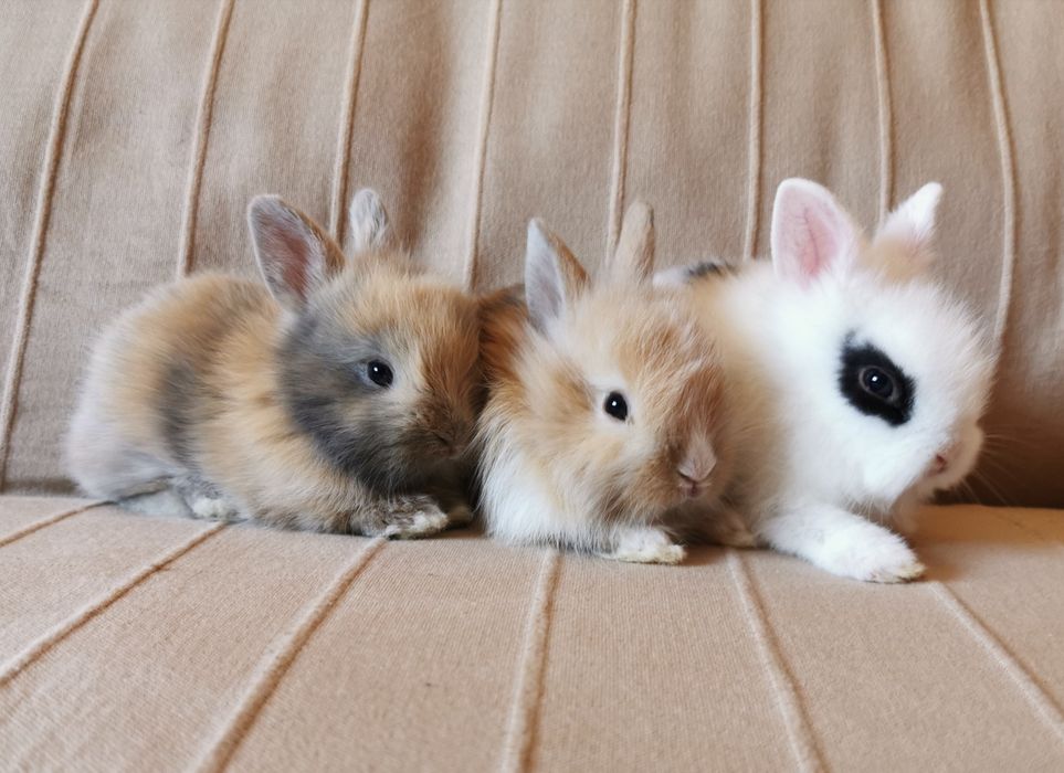 Coelhos anões mini + gaiola nova + alimentação adequada