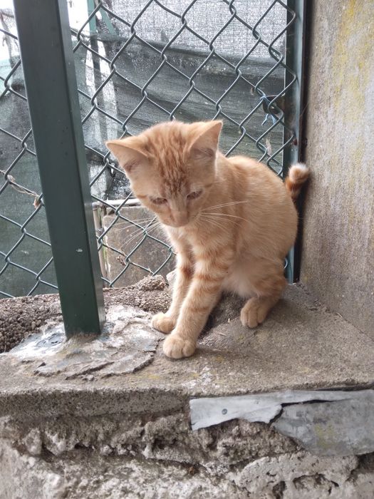 Dou gatinha amarela saudável