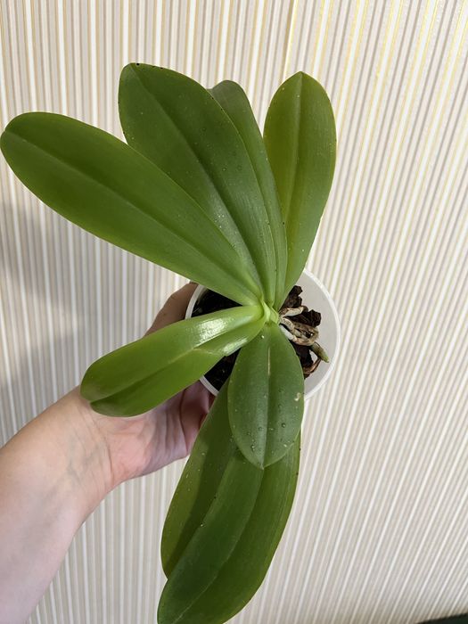 Орхідея фаленопсис Liodoro ароматна