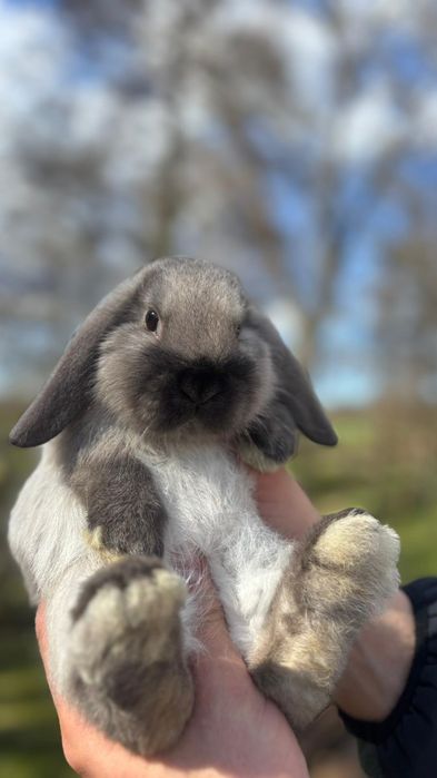 Karzełek Baranek- Mini Lop