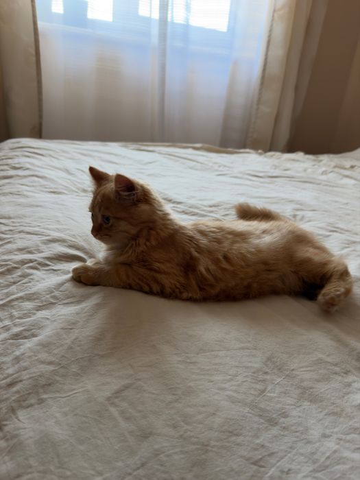 Кошеня котик кіт