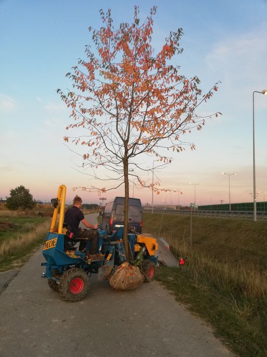 Palmety z lip Grab formowany klon lipa brzoza duże drzewa Liściaste