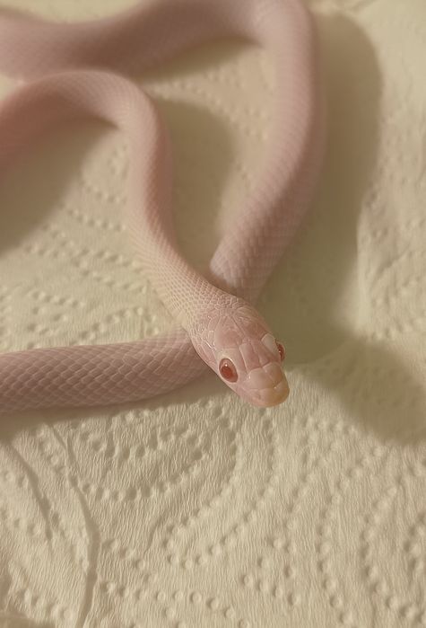 Wąż zbożowy whiteout samiec młody