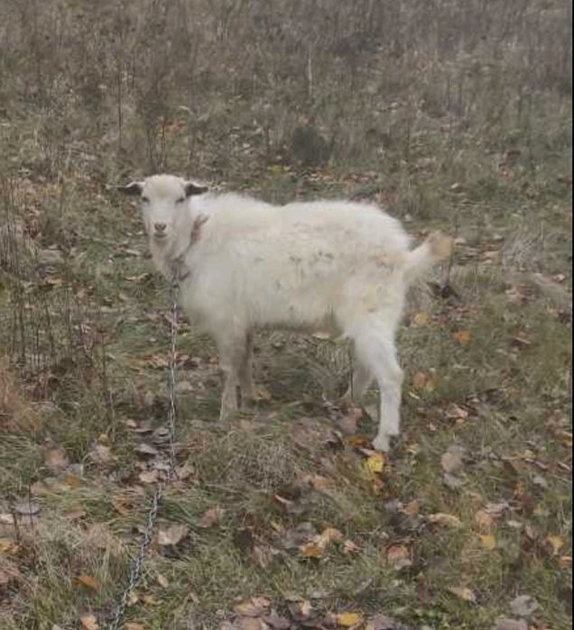 Продам коз, козлов от 800